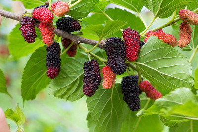 SBGARDEN Shahtoot/Mulberry Plant(Hybrid, Pack of 1)