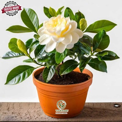 YourPlant Jasmine Plant(Hybrid, Pack of 1)