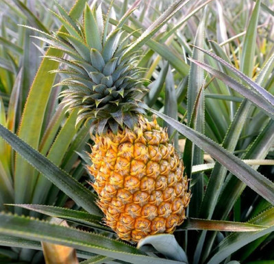 ibains Pine Apple Plant(Hybrid, Pack of 1)