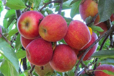 Decon Apple Seed(10 per packet)