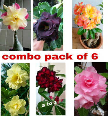 ABC Adenium Plant(Hybrid, Pack of 6)