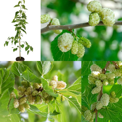 Cloud Farm Shahtoot/Mulberry Plant(Hybrid, Pack of 1)