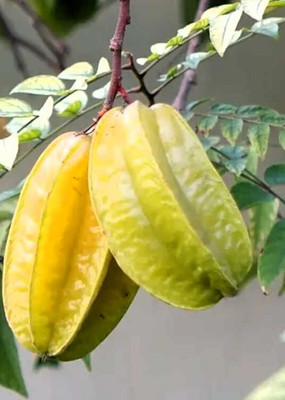 Greenearth Star Fruit Carambola Grafted Plant(Hybrid, Pack of 1)