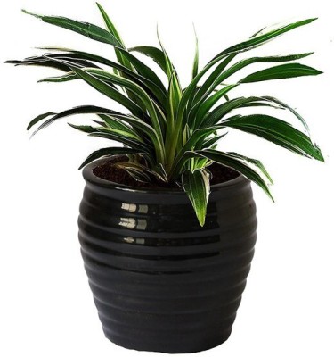 Cloud Farm Spider Plant(Hybrid, Pack of 1)