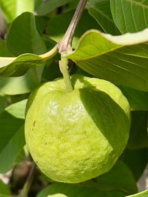BEWPOLENA Guava Plant(Hybrid, Pack of 1)