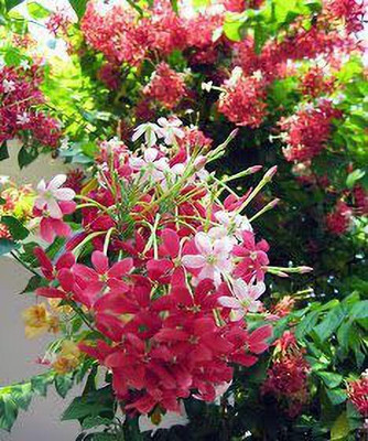 Cloud Farm Parijat/Harsingar Plant(Hybrid, Pack of 1)