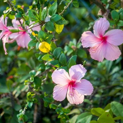 GLOBQRO Hibiscus Plant(Hybrid, Pack of 1)