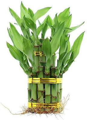 PETALFLEUR Two Layer Bamboo Plant(Hybrid, Pack of 1)