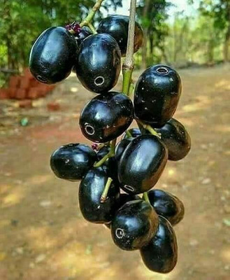 Mohomaya Jamun Plant(Hybrid, Pack of 1)