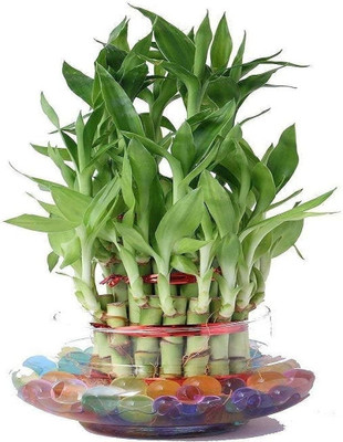 Skrhuvoy Lucky Bamboo Straight Stick(Hybrid, Pack of 1)