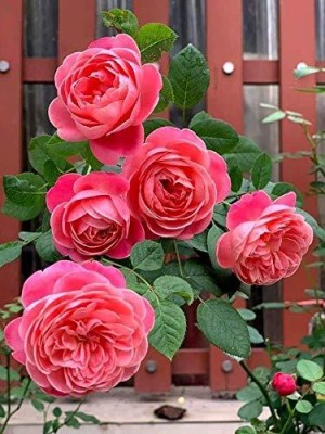 ADRIJA PLANT NURSERY Rose Plant(Hybrid, Pack of 1)