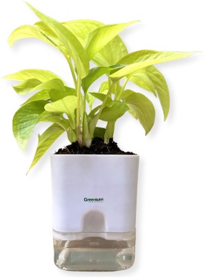 Greenium Money Plant(Pack of 1)