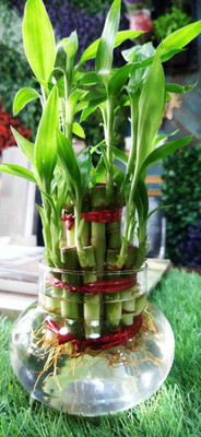 SRI Two Layer Bamboo Plant(Pack of 1)
