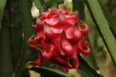 MAMONI TRADERS Dragon Tree(Hybrid, Pack of 1)