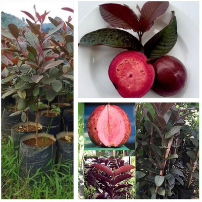 Cloud Farm Guava Plant(Hybrid, Pack of 1)