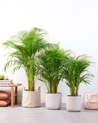 Cloud Farm Areca Palm(Hybrid, Pack of 1)
