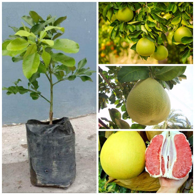 Cloud Farm Pomelo Plant(Hybrid, Pack of 1)