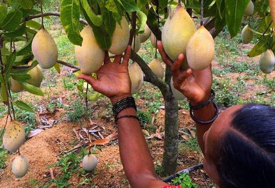 MAITRA AND SONS Mango Plant(Hybrid, Pack of 1)