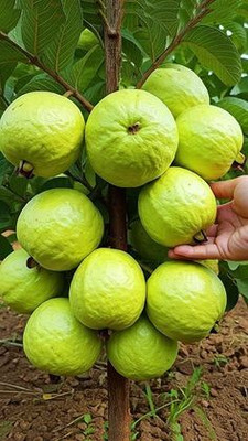 MAITRA AND SONS Guava Plant(Hybrid, Pack of 1)