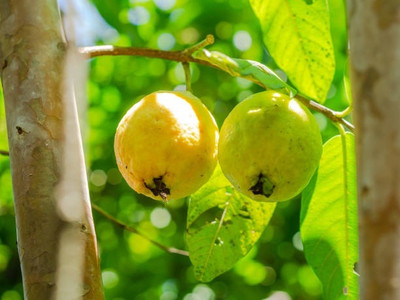 BEWPOLENA Guava Plant(Hybrid, Pack of 1)