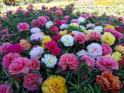 LILY Lily Plant(Hybrid, Pack of 1)