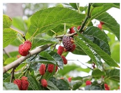 Treeicks Shahtoot/Mulberry Plant(Hybrid, Pack of 1)