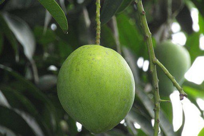 GreenyOn Mango Plant(Hybrid, Pack of 1)