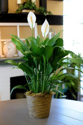 BloomShadow Peace Lily Plant(Hybrid, Pack of 1)