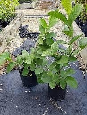 BREEZY BLOOMS Guava Plant(Hybrid, Pack of 1)