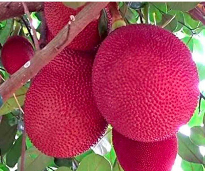 ADI DEBNATH NURSERY Jackfruit Plant(Hybrid, Pack of 1)