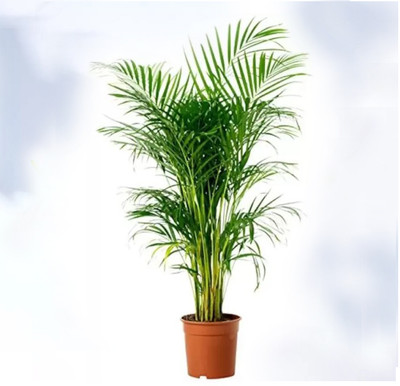 Ankur Farm Areca Palm(Hybrid, Pack of 1)