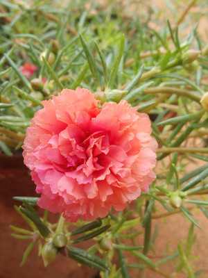 GreenyOn Portulaca Plant(Hybrid, Pack of 1)