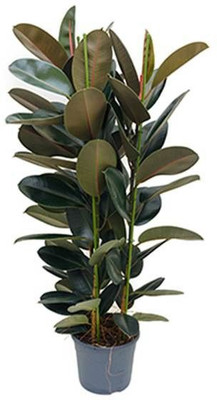 KUMUBON Rubber Tree(Hybrid, Pack of 1)