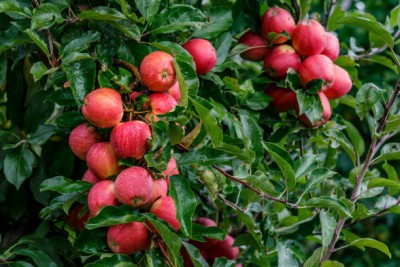 Manjunursery Apple Plant(Hybrid, Pack of 1)