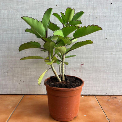 Cloud Farm Bryophyllum Pinnatum/Patharchatta Plant(Hybrid, Pack of 1)