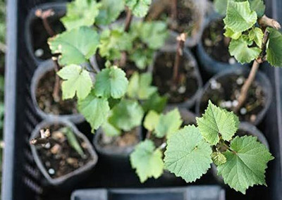 Oxygreenplant Grapes Plant(Hybrid, Pack of 1)
