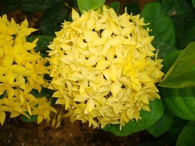 Kodali Trothic Ixora/Chethi Plant(Hybrid, Pack of 1)
