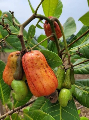 AFARTIOBINA Cashew Plant(Hybrid, Pack of 1)
