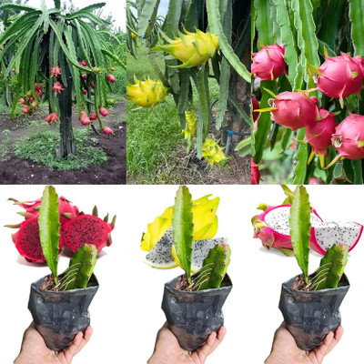 Cloud Farm Dragon Tree(Hybrid, Pack of 3)