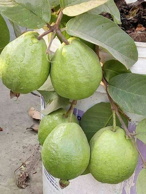 BREEZY BLOOMS Guava Plant(Hybrid, Pack of 1)