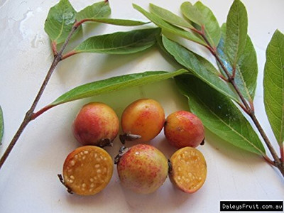 Agacha Guava Plant(Hybrid, Pack of 1)