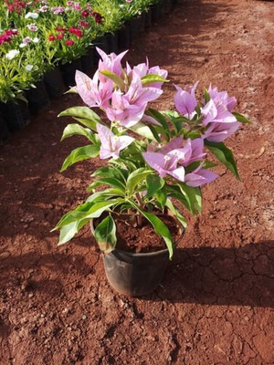 KS TRADERS Baugainvillea Plant(Hybrid, Pack of 1)
