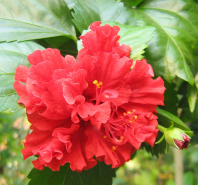 PetalPath Hibiscus Plant(Hybrid, Pack of 1)