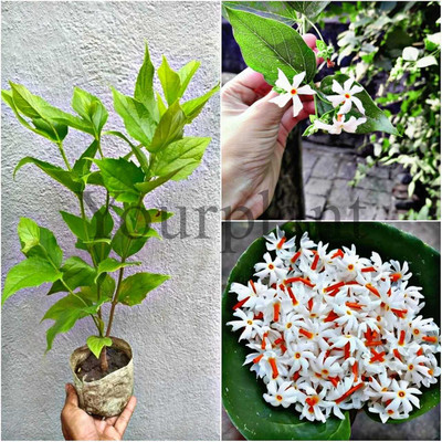 YourPlant Parijat/Harsingar Plant(Hybrid, Pack of 1)