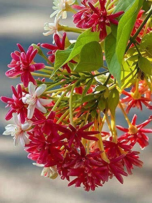 PB REBA PLANT Madhumalti/Rangoon Creeper(Hybrid, Pack of 1)
