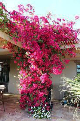 LeafLinkPlants Bougainvillea Plant(Hybrid, Pack of 1)