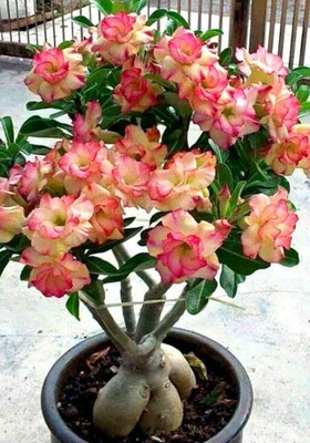 GreensFord Adenium Plant(Hybrid, Pack of 1)