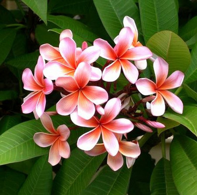 Cloud Forest Plumeria Plant(Hybrid, Pack of 2)
