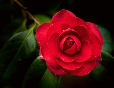 SOFTYGARDEN Callisia Fragrans Plant(Pack of 1)