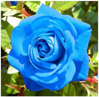 Cloud Farm Rose Plant(Hybrid, Pack of 1)